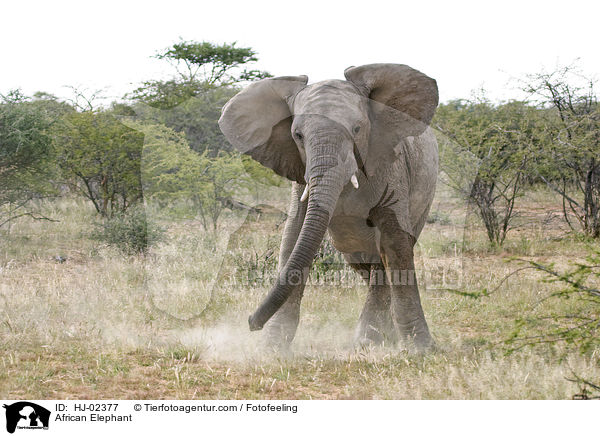 Afrikanischer Elefant / African Elephant / HJ-02377