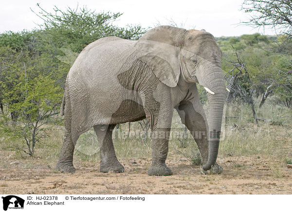 Afrikanischer Elefant / African Elephant / HJ-02378