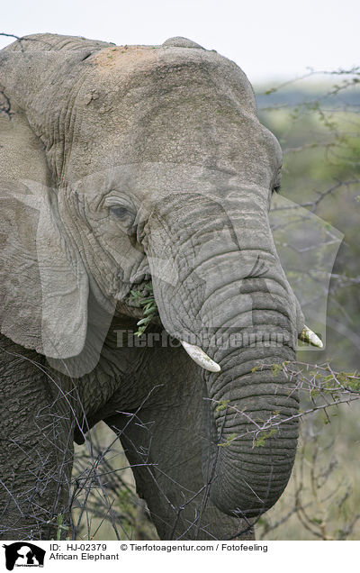 Afrikanischer Elefant / African Elephant / HJ-02379