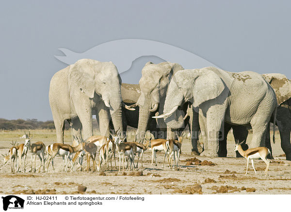 African Elephants and springboks / HJ-02411
