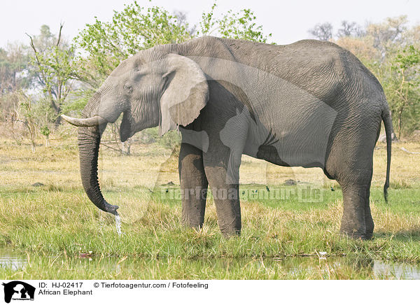 Afrikanischer Elefant / African Elephant / HJ-02417