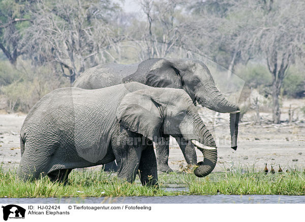 Afrikanische Elefanten / African Elephants / HJ-02424