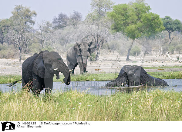 Afrikanische Elefanten / African Elephants / HJ-02425