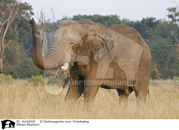 Afrikanischer Elefant / African Elephant / HJ-02500