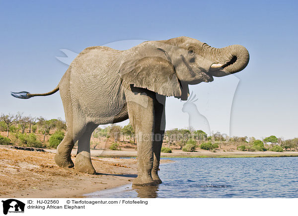 drinking African Elephant / HJ-02560