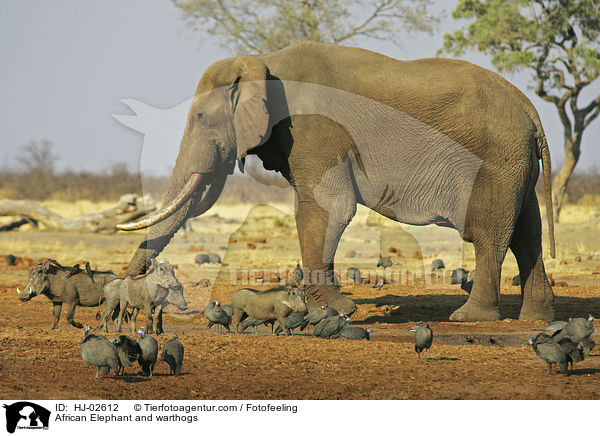 African Elephant and warthogs / HJ-02612