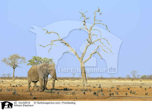 African Elephant / HJ-02619