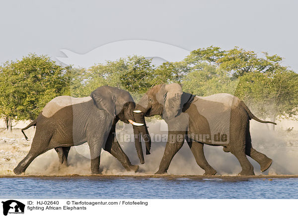 fighting African Elephants / HJ-02640