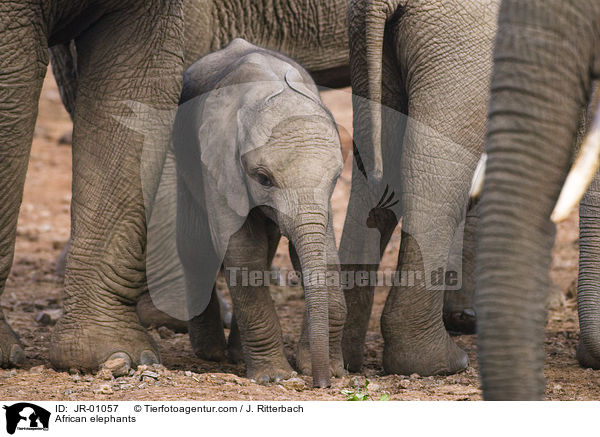 Afrikanische Elefanten / African elephants / JR-01057
