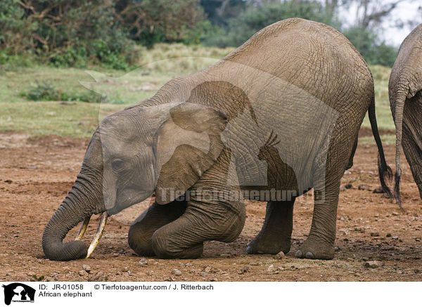 Afrikanischer Elefant / African elephant / JR-01058