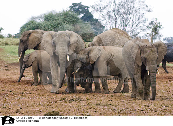 Afrikanische Elefanten / African elephants / JR-01060