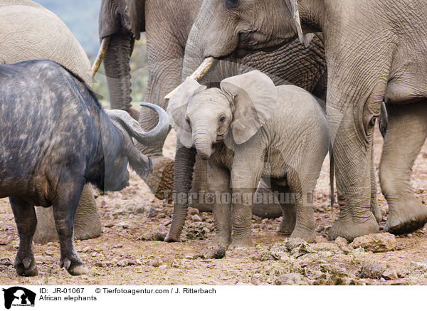 Afrikanische Elefanten / African elephants / JR-01067