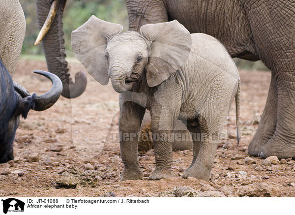 Elefantenbaby / African elephant baby / JR-01068
