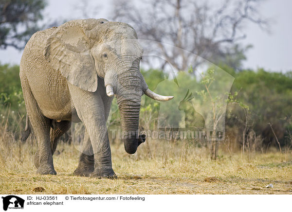 Afrikanischer Elefant / african elephant / HJ-03561