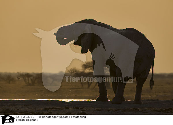african elephant / HJ-03782
