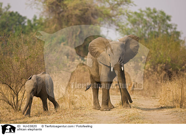 Afrikanische Elefanten / african elephants / HJ-03820