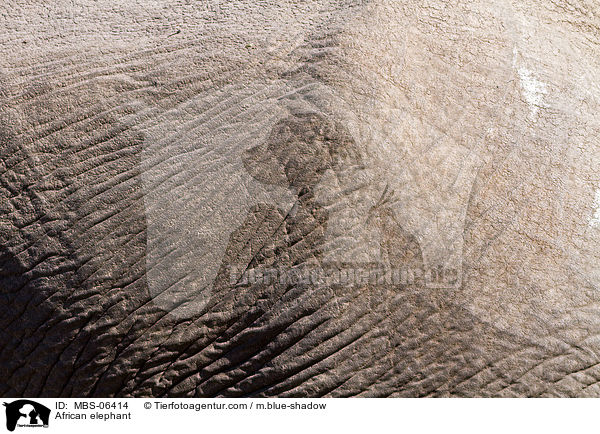 Afrikanischer Elefant / African elephant / MBS-06414