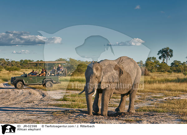 Afrikanischer Elefant / African elephant / JR-02398