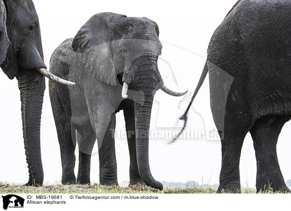 African elephants / MBS-19681