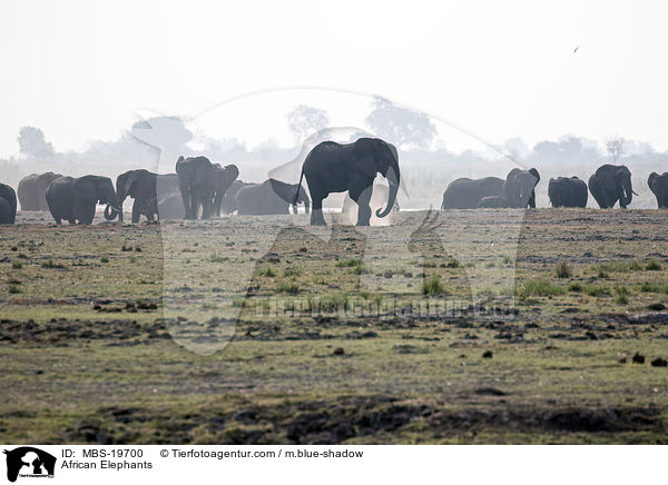 African Elephants / MBS-19700
