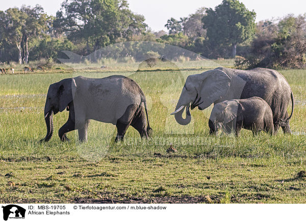 African Elephants / MBS-19705