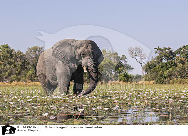 African Elephant / MBS-19706