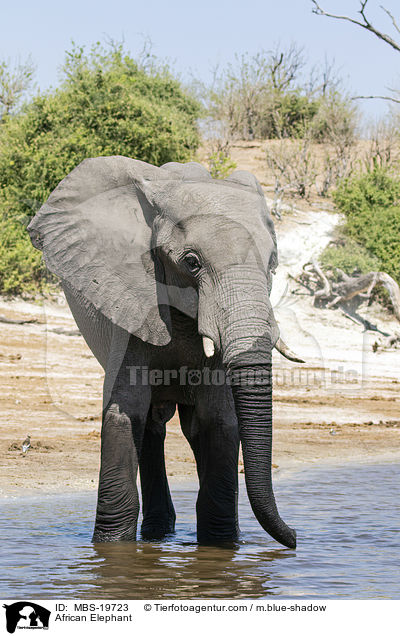 African Elephant / MBS-19723