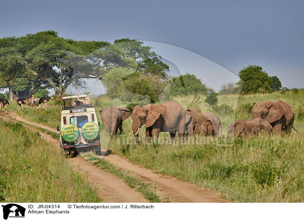 Afrikanische Elefanten / African Elephants / JR-04314