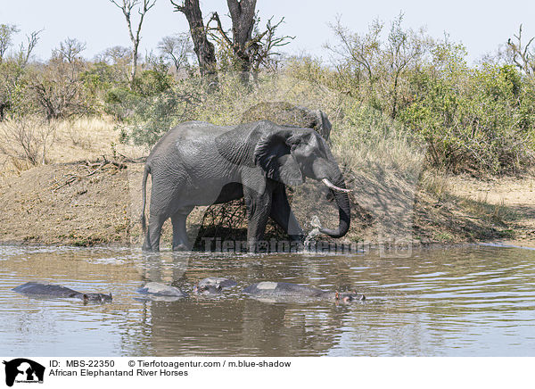 African Elephantand River Horses / MBS-22350