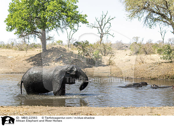 Afrikanischer Elefant und Flusspferde / African Elephant and River Horses / MBS-22563