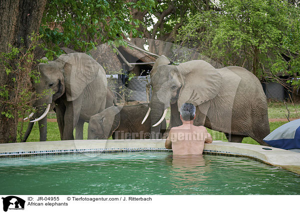 Afrikanische Elefanten / African elephants / JR-04955