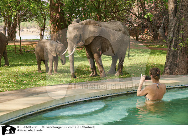 Afrikanische Elefanten / African elephants / JR-04958