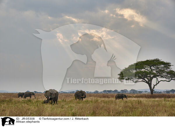 Afrikanische Elefanten / African elephants / JR-05308