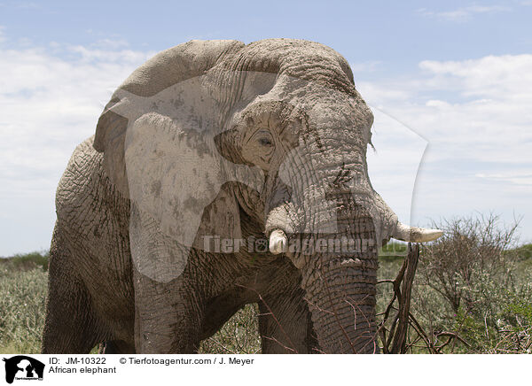 African elephant / JM-10322