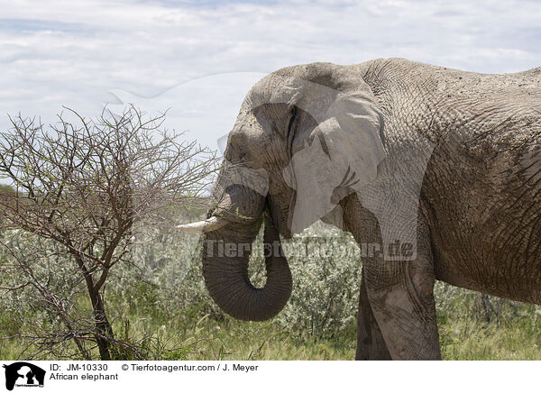Afrikanischer Elefant / African elephant / JM-10330