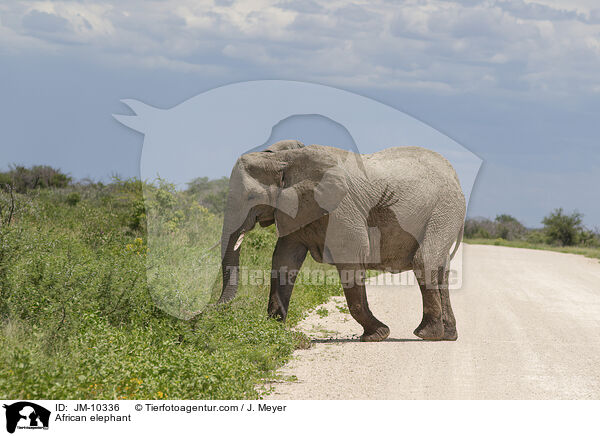 Afrikanischer Elefant / African elephant / JM-10336