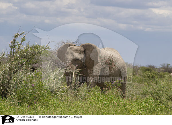 African elephant / JM-10337