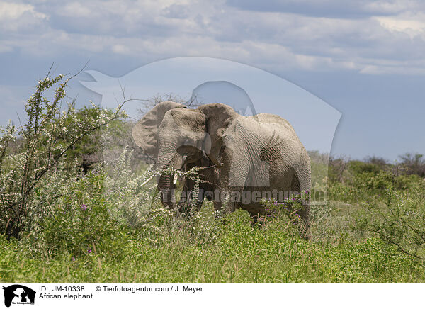 Afrikanischer Elefant / African elephant / JM-10338
