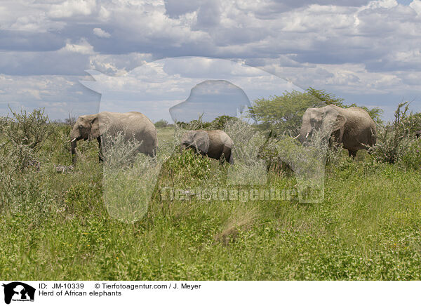 Herd of African elephants / JM-10339