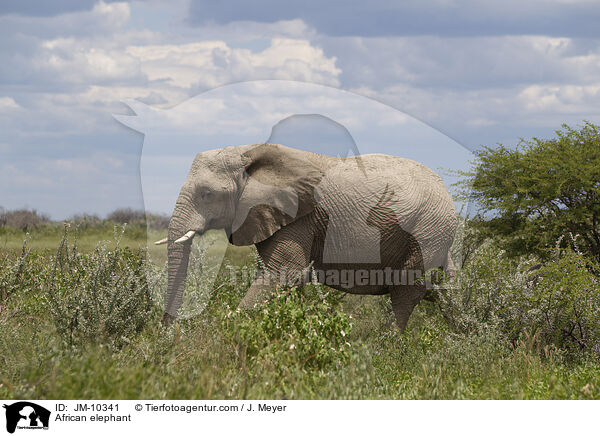 Afrikanischer Elefant / African elephant / JM-10341