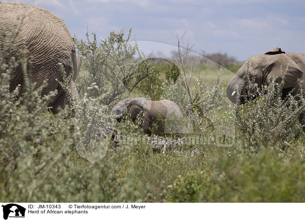 Herd of African elephants / JM-10343