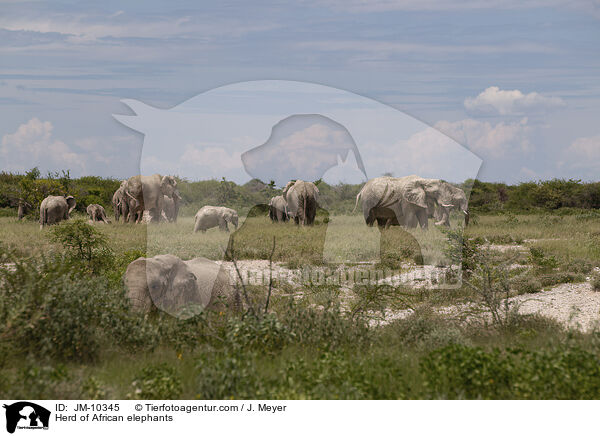Elefantenherde / Herd of African elephants / JM-10345