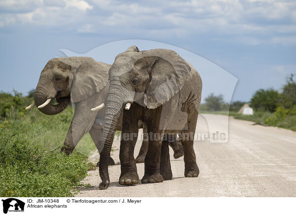 African elephants / JM-10348