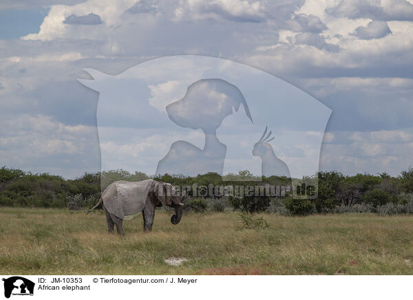 African elephant / JM-10353