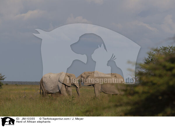 Herd of African elephants / JM-10355