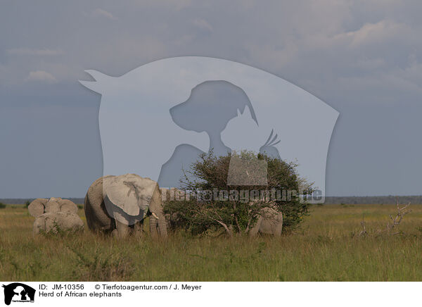 Herd of African elephants / JM-10356