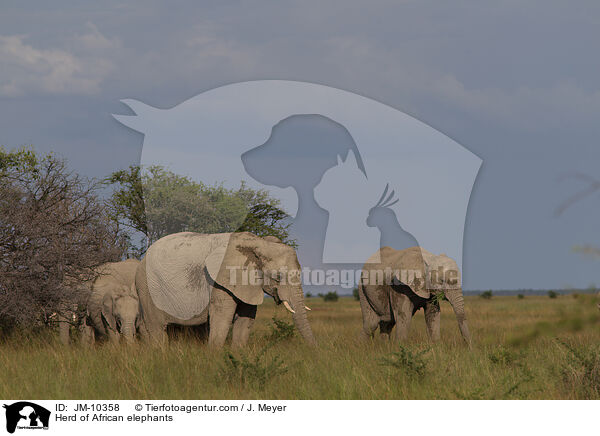 Herd of African elephants / JM-10358