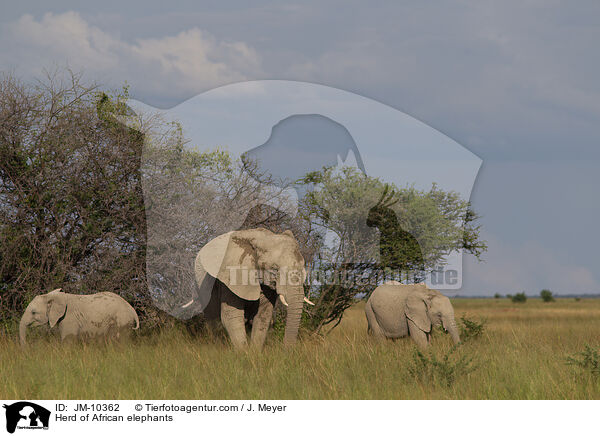 Elefantenherde / Herd of African elephants / JM-10362