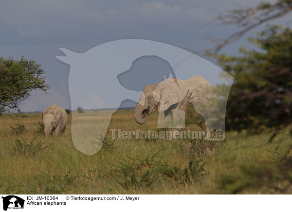 African elephants / JM-10364