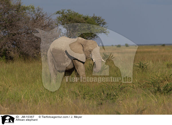 African elephant / JM-10367